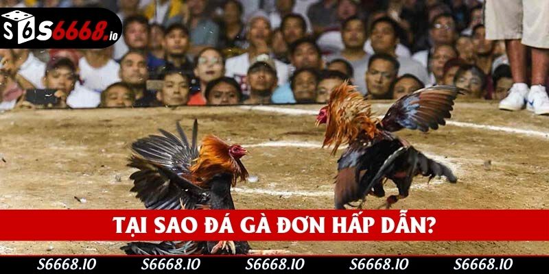 Tại sao đá gà đơn hấp dẫn? Tại sao đá gà đơn hấp dẫn?