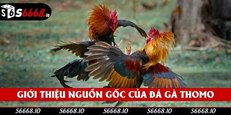 Đá gà Thomo là đấu trường chuyên nghiệp